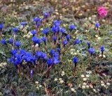 Gentiana dshimilensis