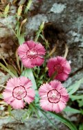 Dianthus chinensis