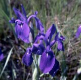 Iris laevigata