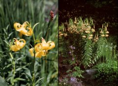 Lilium monadelphum, left - wild; right - in cultivation