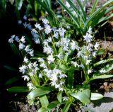 Scilla mischtschenkoana