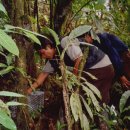 Colectando mamíferos