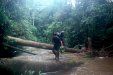 En bosque montano