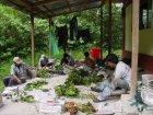 Prensando plantas en Huampal