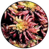 Sphagnum moss