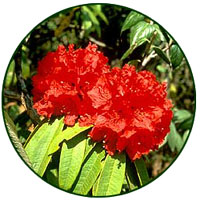 Rhododendron