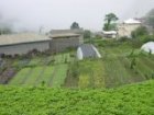 Vegetable farm in Dequin