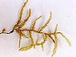 Pilotrichella sp.