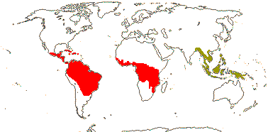 Cecropieae + <i>Poikilospermum</i>