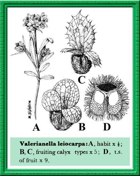 http://www.mobot.org/mobot/PakistanImages/101-Valerianaceae/Valerianella_leiocarpa.jpg