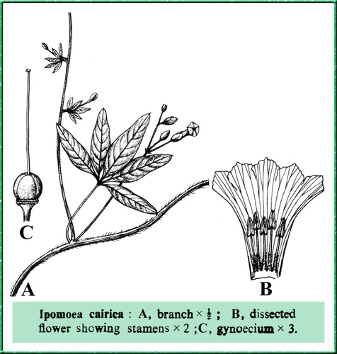 Ipomoea cairica - Railway Creeper