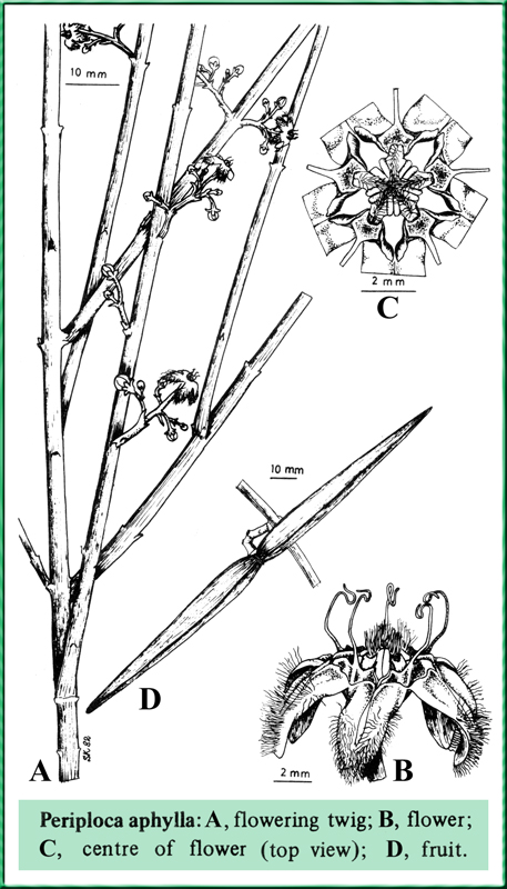 Periploca Aphylla