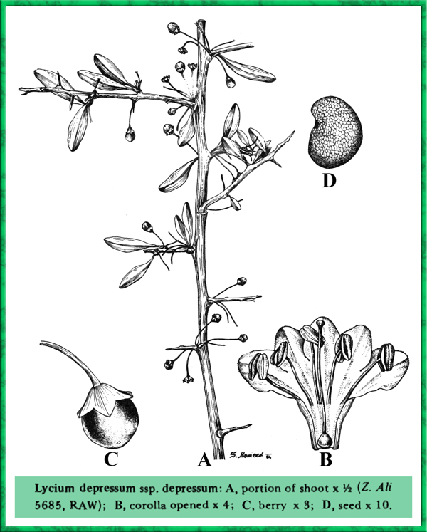 http://www.mobot.org/mobot/PakistanImages/168-Solanaceae/Lycium_depressum_ssp_depressum.jpg