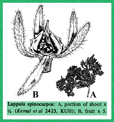 http://www.mobot.org/mobot/PakistanImages/191-Boraginaceae/Lappula_spinocarpos_subsp_spinocarpos.jpg