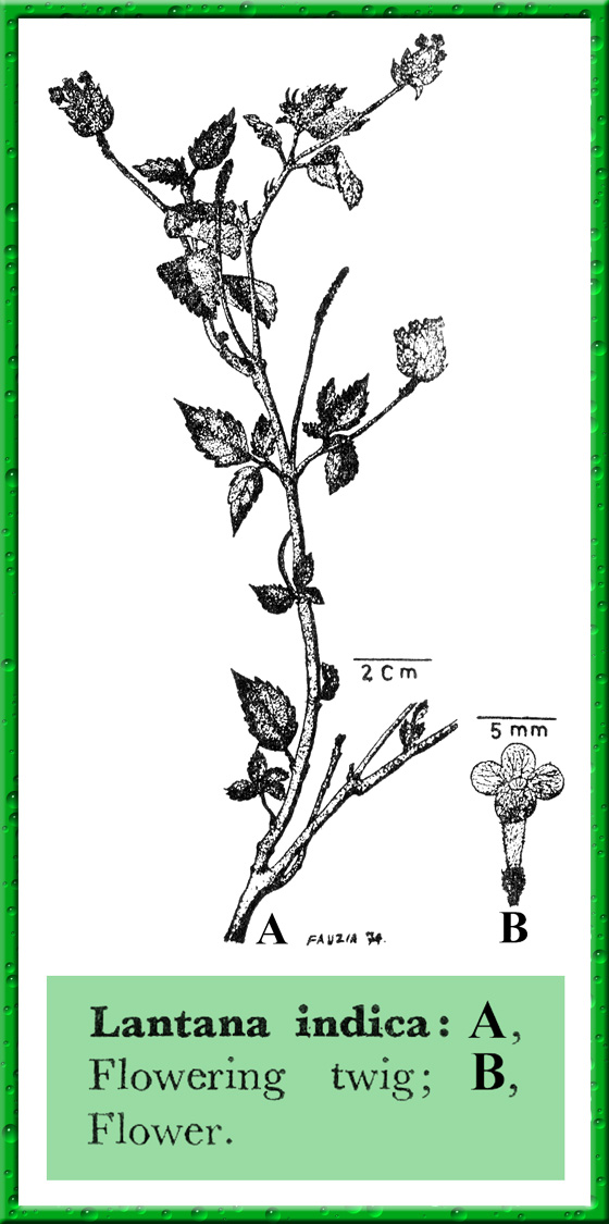 a-f. Lantana hirsuta subsp. ica-a. branch; b. detail of the