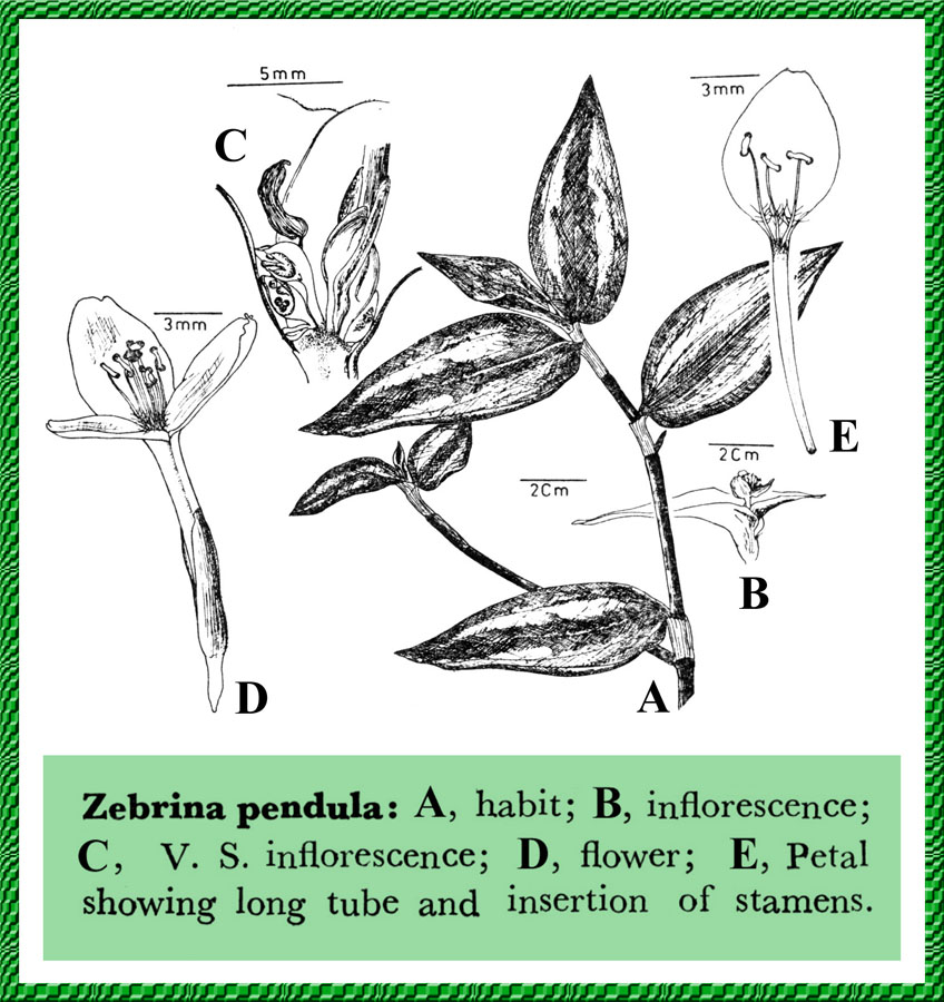 Zebrina Pendula