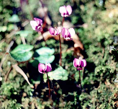 Cyclamen abchasicum