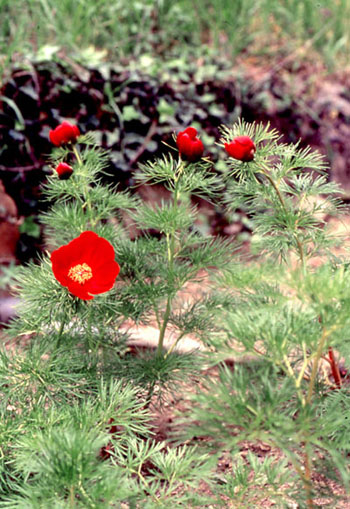 Paeonia cartalinica