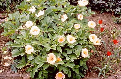 Paeonia lagodechiana