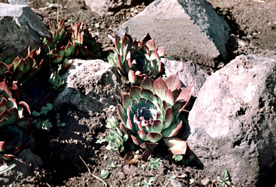 Sempervivum sosnowskyi