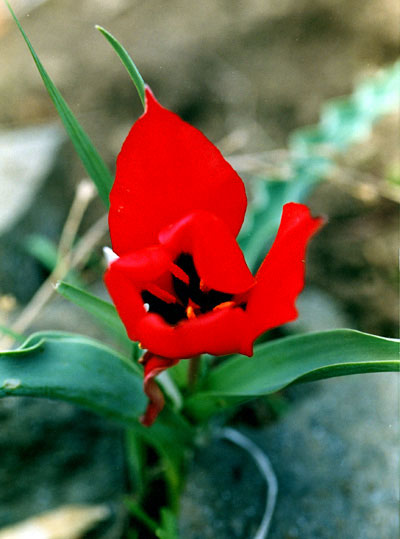 Tulipa eichleri