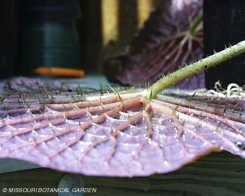 Underside of Victoria