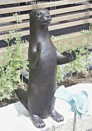 Photographic close-up of the Otter