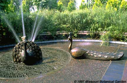 Image of Two Playful Peacocks