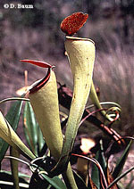 N. madagascariensis