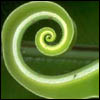 Spiral fern