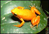 Golden Mantella, Mantella aurantiaca