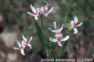 Justicia americana