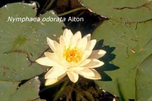 Nymphaea odorata