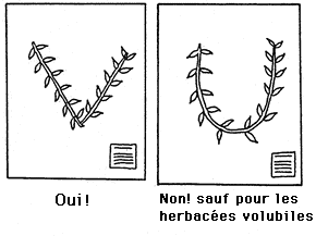 Pour Arranger les Plantes en Vue du Montage