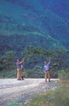 Trying to collect Lauraceae (1)