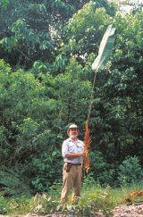 Henk and Heliconia vellerigera.