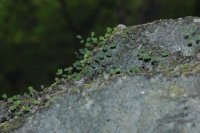 Adiantum mariesii (Adiantaceae)