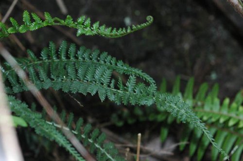 Asplenium sampsonii (Aspleniaceae)