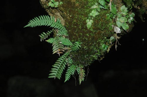 Blechnum eburneum (Blechnaceae) and Pteris deltodon (Pteridaceae)