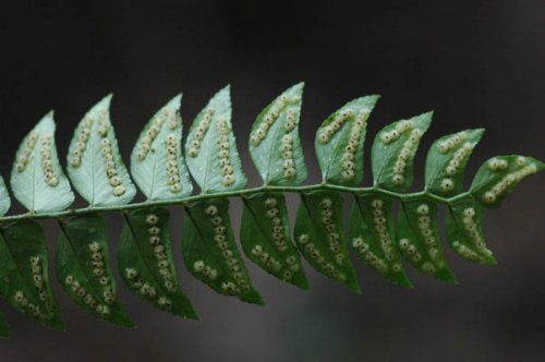 Cyrtogonellum inaequale (Dryopteridaceae)