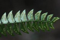 Cyrtogonellum inaequale (Dryopteridaceae)