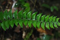 Cyrtogonellum inaequale (Dryopteridaceae)