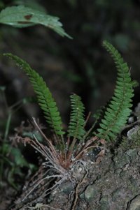 Polystichum acutidens (Dryopteridaceae)