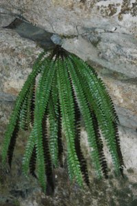 Polystichum sp. (Dryopteridaceae)