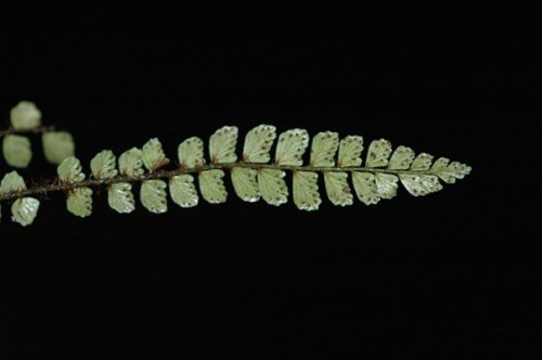 Polystichum cavernicola (unpublished) (Dryopteridaceae)