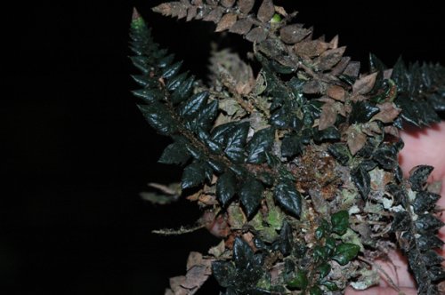 Polystichum cyclolobum (Dryopteridaceae)