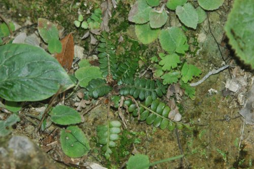 Polystichum dangii (Dryopteridaceae)