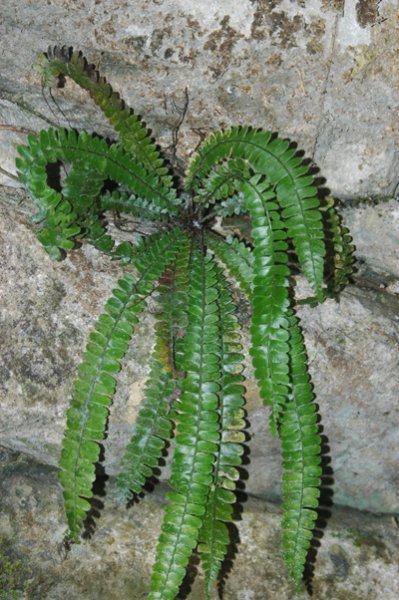 Polystichum dielsii (Dryopteridaceae)