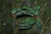 Polystichum dielsii (Dryopteridaceae)