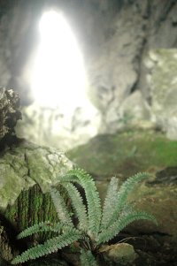 Polystichum dielsii (Dryopteridaceae)